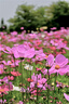 腾龙（Tamron）A063Z 28-75mm F/2.8 Di III VXD G2 大光圈标准变焦 尼康全画幅微单镜头 风光人像（尼康Z卡口） 实拍图