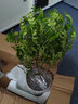 开时果 正宗清香胡椒木盆栽老桩树苗 室内桌面植物苗防驱蚊草小绿植盆景 【6年大苗】清香胡椒木+白渐蓝瓷盆 实拍图
