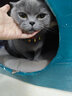法国virbac维克耳漂猫咪狗狗洗耳液耳肤灵套装清洁宠物洁耳液耳螨耳臭护理滴耳液犬幼猫通用 维克耳漂 60ml【猫狗通用】 实拍图