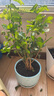 重瓣茉莉花盆栽浓香型南方四季开花带盆驱蚊绿植花卉室内阳台庭院 茉莉4~5棵带花苞发货【送八角高档陶瓷盆】 实拍图