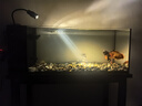 燕之雁鱼缸射灯 水陆雨林缸南美缸射灯LED水草灯 三色可调焦距7.2W 实拍图