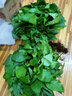 绿有意大叶绿萝盆栽壁挂除甲醛长藤绿萝水培绿箩爬墙垂吊兰植物净化空气 360白色大盆短藤吸水绿萝+肥 实拍图