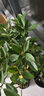 Only you【2小时达】发财树大型盆栽绿植花卉室内客厅办公室开业乔迁送礼 非洲茉莉 实拍图