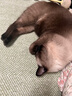 皇家暹罗成猫 SM38 通用粮 12月以上 2KG 实拍图