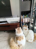 弗列加特猫主粮烘焙猫粮鲜肉粮Fregate 85%高鲜肉烘焙粮 全价鲜肉烘焙猫粮 【磷虾油美毛】三文鱼配方1.8kg 实拍图