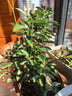 临雅【带果发货】四季金桔树年桔可食用冬季客厅年宵花盆栽金橘子树苗 金桔树+原土盆 实拍图