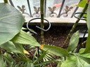 九千谷植物爬藤架包塑钢管园艺支架护花架支撑杆圆环型45CM5个装6423 实拍图
