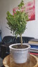 绿有意正宗清香胡椒木盆栽花卉室内外驱蚊草植物树苗老桩盆景九里香绿植 【驱蚊套餐】6年胡椒木+6年九里 含盆 实拍图