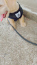 PEITE PET狗绳宠物狗狗牵引绳小型犬小狗幼犬遛狗绳胸背带可伸缩自动牵引绳 黑色【标配扁绳】 S-小号 (适合3-6斤宠物) 实拍图