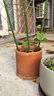 花盆 陶土红陶花盆圆柱形带托盘多肉绿萝简约鲜栽仙人掌陶瓷泥瓦 中号带托盘【13x13.3】 红陶 实拍图