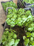 鑫干和铜钱草水培盆栽室内室外花卉金钱草绿植吸绿植花草植物 铜钱草【两盆含盆约600株】带叶 实拍图