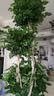 植男植女三层幸福树造型绿宝盆栽客厅室内大型绿植办公室乔迁新居源头直发 实拍图