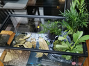爬将军 乌龟缸特大号 玻璃造景晒台草龟大型养龟箱盆别墅家用生态龟缸 40cm缸【餐一】 双流水晒台8件套 实拍图