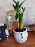 绿有意步步高观音竹富贵荷花竹水养土培盆栽室内桌摆植物吸甲醛水培植物 荷花竹5支【白坚持陶瓷盆】 含盆 实拍图