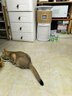 贝昂宠物空气净化器吸猫毛除过敏原猫猫搭子 杀菌消毒除异味猫毛净化器 卫健委备案P300【家电补贴】 实拍图