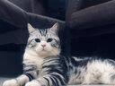 医仕高营养化毛膏宠物猫咪去毛球狗狗微量元素维生素益生元去毛化毛球膏 【便秘 食欲不振】化毛膏*8+奶粉*1 实拍图