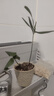 八芽盆栽竹柏室内客厅好养花卉绿植办公植物桌面植物盆景源头直发包邮 竹柏-手工锤纹杯 陶瓷盆-带盆栽好 实拍图