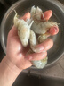 沃鲜汇 大虾海虾 厄瓜多尔白虾 大青虾 生鲜 虾类 海鲜水产 进口鲜活 【推荐】40/50规格 1.65kg(净重)  盐冻款【净重3.3斤 只只分离】 实拍图