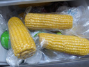 十月稻田 黄糯玉米 3.52斤(220g*8根) 25年新玉米 低脂 早餐零食 东北玉米 实拍图