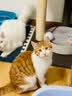 WOWO喔喔猫粮 无谷物大蓝包冻干三鲜全价成猫粮幼猫粮通用猫干粮 【双拼】鳕鱼虾+海苔 10KG 实拍图