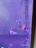 CRAZY PLANT曼龙鱼活体观赏鱼活体热带好养耐活淡水冷水招财风水水族小金鱼苗 【比赛级双色】黄蓝曼龙 3+1 实拍图