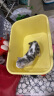 疯狂的主人猫砂盆特大号半封闭式猫厕所防外溅猫沙盆猫屎盆猫咪用品 实拍图