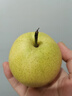京鲜生 河北青翠蜜梨 净重4.5斤 单果250g+ 青皇冠梨 生鲜水果 源头直发 实拍图