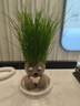 易囍艺 水培巴西木幸运木格鲁特创意绿植盆栽室内好养办公桌面植物 长草娃娃1个+1底托 规格 实拍图