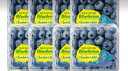 觅鲜探长国产云南新鲜大蓝莓当季蓝莓水果生鲜非怡颗 单果12-16mm 4盒装 125g /单盒 晒单实拍图