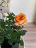 果汁阳台月季花苗四季开花卉盆栽绿植物室内花易活玫瑰带花苞庭院 果汁阳台【大花浓香，月月开分枝多】 【带花苞】【盆口径15cm】原盆冠25高35 实拍图