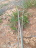 苏林 澳洲坚果树苗 坚果苗坚果小苗 夏威夷果树苗南方北方种植当年结果 3年苗 晒单实拍图