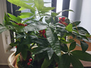 幼薇发财树盆栽树桩招财室内大型绿植开业送礼前台大号金钱树四季常青 三棵发财树+金红陶瓷盆 带盆栽好 实拍图