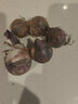 柏馋【精选鲜蒜】紫皮独头蒜新鲜辛辣香 新蒜干蒜当季整箱农家自种整 独头蒜  中果2.5-3.0cm 5斤 实拍图
