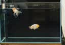 京霁鱼缸背景贴纸pvc缸外装饰造景水族箱纯黑色背景壁纸玻璃装饰贴膜 静电黑磨砂/宽40cm*长1米（适合缸外用） 实拍图