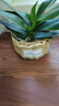 恰好时光 北欧手工编织草编篮子 田园风插花花盆 柳编藤编花篮 中号带盆 实拍图