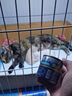 耐吉斯SOLUTION猫零食猫罐头成猫幼猫宠物零食0添加补水汤罐肉罐85g 鸡肉&虾仁配方 实拍图