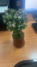 栋硕金枝玉叶盆栽办公多肉植物稀有品种老桩多肉花卉室内盆景好养绿植 【三年老桩】金枝玉叶+陶瓷盆 原土发货 实拍图
