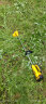 爱瑞德 德国电动割草机充电家用手持打草机锂电草坪机割灌机农用除草机 36VF升级款二电一充 实拍图