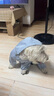 憨憨宠狗狗雨衣狗衣服小型犬全包四脚反光户外防风保暖冲锋衣服防水雨披 蓝色 XXL号建议体重10-15斤 实拍图
