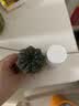 仙人球绯花玉开花带花苞仙人掌类多肉绿植物桌面花卉小盆栽 花仙子直径6-8厘米 不含盆 实拍图