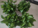 双盟绿萝盆栽除甲醛花卉绿植办公室新房净化空气180加仑4盆装源头直发 实拍图