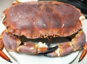 【活鲜】乐食港 鲜活面包蟹 英国爱尔兰活黄金蟹大螃蟹活蟹 700-800g/只 晒单实拍图