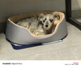 阿柴与猫狗窝四季通用狗狗床睡觉用夏天中小型犬夏季沙发大型狗窝冬天猫窝 实拍图