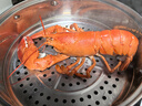 鲜活波士顿龙虾400-500g/只 实拍图