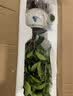 开时果 四季桂花树苗盆栽老桩浓香型花卉 室内植物客厅阳台好养绿植盆景 【家居点缀】精品桂花/40-50cm+郁金香瓷盆 基地直发 实拍图