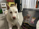 冠能狗粮成犬皮肤呵护成犬狗粮全价2.5kg 配方升级 新老包装随机发货 实拍图