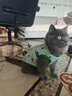 阿莫尔小狗狗猫咪衣服夏季薄款泰迪比熊博美背心宠物小型幼犬透气防掉毛 牛油果（夏季） L 建议7-9斤 背长32cm 实拍图