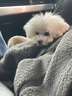 约翰农场狗狗零食大礼包宠物训犬鸡胸肉干泰迪博美金毛幼犬磨牙肉干 三文鱼肉块100g 【坚韧耐咬】 实拍图