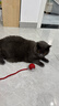 HELLOJOY猫咪玩具自嗨解闷神器智能电动逗猫球自动逗猫棒幼猫遛猫消耗体力 实拍图