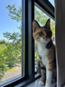 伟嘉猫粮成猫 金装升级营养加油站2kg海洋鱼 名目靓毛夹心粮蓝猫英短 实拍图